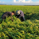 [올해 햅쌀] 노을농장 신동진쌀 5kg 10kg 20kg 직접 건조·도정 : 노을농부