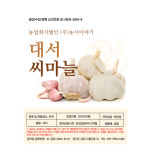 서산 씨마늘 햇 대서 마늘 종자 난지형 종구 1kg : 농사친구