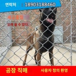 닭망 염소망 사육장 철 20m 울타리 펜스 와이어 가축 목장 사육 농장 : 황금알 상점