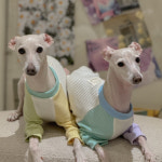 Piece T (2color) - 소소한지 이탈리안그레이하운드옷 : 소소한지