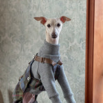 Gray Knit T - 소소한지 이탈리안그레이하운드옷 : 소소한지
