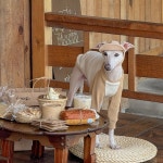 Scent Of Autumn T (2color) 소소한지 이탈리안그레이하운드옷 : 소소한지