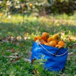 홍시 씨없는반시 밀양반시 5kg 42과 GAP 선물용 곶감 감말랭이용 농부직송 감익는마을 : 감익는마을 천연식초