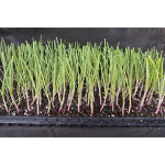 미소화원농장 적양파 모종 (1개) : 미소화원농장