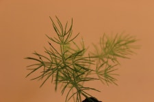 미리오클라두스 공기정화식물 제주숲 집들이선물 미니화분 인테리어오브제 : 플랜팁