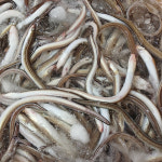 통통 바다장어 1kg : 믿지육