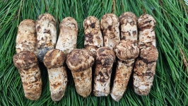 2025 강원도 자연산 송이버섯 1kg 1등품 2등품 3등품 4등품 등외품 정지품 1kg : 강릉솔향송이