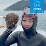 거제도 해녀 자연산 바위굴 생굴 벚굴 하프셀 굴 석화 1kg : 숨비해물