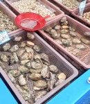 [남도수산] 완도 전복 13미 1kg : 온다용운시장협동조합