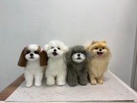 반려동물 아트돌 지도사 자격증 2급 : 뚜쥬 아뜰리에