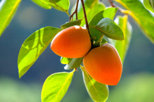 대봉감 5kg 10kg 홍시 곶감용감 대봉시 : 선수단감농원