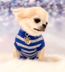 포펫츠온리 TopoMio Club In Royal Blue Pull : 헤이도그 송도본점