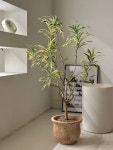 드라세나 송오브인디아 : deep garden