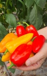 (B품)유기농 미니파프리카 1kg : 따순농장