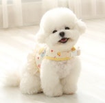 이츠독 오가닉 쁘띠토이 하네스 귀엽고 피부에 좋은 유기농 가슴줄 : 도그러브