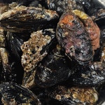 자연산 홍합 해녀채취 제철 담치 섭 손질 국내산 1kg 홍합탕 : 참바다맛