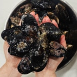 자연산 홍합 해녀채취 제철 담치 섭 손질 국내산 1kg 홍합탕 : 참바다맛
