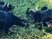 완도 약산 흑염소농장/흑염소즙/흑염소진액/액기스/방목하여 키워 좋은 재료를 넣은 흑염소진액(반마리) : 완도하늘흑염소