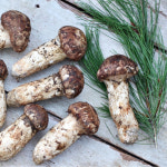 2025년 10월채취 봉화 자연산 송이버섯  국내산 자연송이 : 삼성LED공식인증점