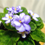 미니 아프리칸 바이올렛 2개세트 색상랜덤 꽃 세인트폴리아 실내 화초 조경 모종 오래가는꽃 : 모종파는곳