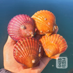 통영 고수압 솔세척 선별 깔끔한 비단 홍가리비 1kg : 통영 굴이야기