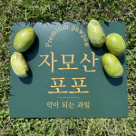 포포열매 2kg 특A급/약이 되는 과일/자모산 프리미엄 포포/산지직송 : 당진 자모산포포 농원