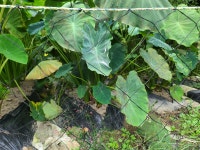 국산 왕토란대 10키로 토란대 왕토란대 타로 육계장재료 육계장 경주 토함산자연농원 : 토함산자연농원