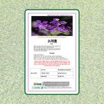 (덕창,뉴코리아팜) 소래풀 야생화씨 100g 봄가을 파종 평당 30g 경관조성용 : 뉴코리아팜