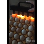 계란 조명기 신선도 조류 확인 선별기 양계장 부화장 조명 5조명 : 봉이이선달