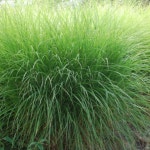 그라스 억새 그린라이트 135mm 비닐화분 노지월동 숙근 : 하이가든센터