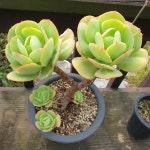 [수암다육] 비취후리데 랜덤발송 Echeveria Peach Pride 다육 다육이 다육식물 반려식물 국민다육 074 : 수암다육농장