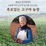 25년 해남 햇 꿀고구마 베니하루카 2kg 3kg 5kg 10kg : 래픈스