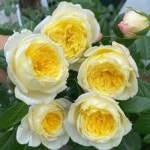 엠네스티 인터네셔널(Amnesty Internationa)/프랑스장미 : 홈즈가든