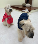 Hey Dog Padding  헤이 독 패딩 (Radu Navy) : 헤이쥬드 Hey JUD