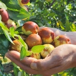 대추 생대추 건조 말린 건대추 추황 선추 사과대추 왕대추 : 서기네농장