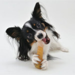 [페티오] 강아지 덴탈 장난감 옥수수콘 - 에드메이트 내추럴 덴탈 콘 SS 초소형견용 : 와우한빛