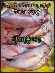 통영 맛있는 금테 눈볼대 아까모찌 금태 빨간고기 아까무스 빨간생선 산지직송 손질 구이 조림 매운탕 솥밥 튀김 : 통영 해물세상