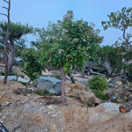 찔레나무 7점 조경수 정자목 침엽수 정원수 전원주택 조경 : 알로농장