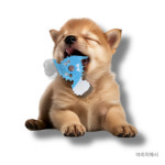 [페티오] 강아지 덴탈 장난감 - 흥미유발 에드메이트 츄츄 본 트라이앵글 : 와우한빛