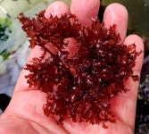 [해초]  레드하리 해초 : 코통령