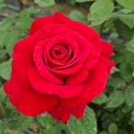루즈 메이앙 (Rouge Meilland) 프랑스 사계 정원 장미 (슈퍼 로즈)(망포트묘) : 여왕장미 퀸즈로즈