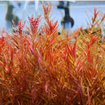 로탈라 홍콩 10+5촉 (Rotala Hong Kong) 수초주인장 유경수초 포인트수초 전경수초 중경수초 후경수초 초보수초 : 플랜츠 마스터