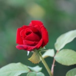 루즈 메이앙 / 루지 메이앙 (Rouge Meilland) 프랑스 사계 정원 장미 (슈퍼 로즈)(비닐포트묘) : 여왕 장미