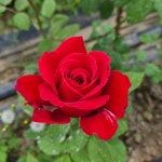 루즈 (Rouge )프랑스 사계 정원 장미 (비닐포트묘) : 여왕 장미