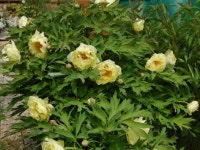 목단 하이황 : 소요 SOYO