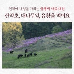 [대통령상 수상] 신신당부 흑염소진액 100% 국내산 무항생제 흑염소를 육골째 통째로 4박스 120포 : 신신당부 흑염소진액
