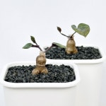 오소나 퍼폴리아타 - 고급스러운 잎과 동글동글 귀여운 바디 : 아프리카식물-사바나농장