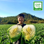 해남 절임배추 땅끝 명품 김장 속소금을 넣어 절인 해남배추 20kg : 해남젊은농부