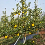 터골댁사과농장 시나노골드 황금 사과 달콤한 5.5kg 3kg : 터골댁 사과농장