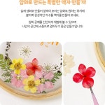 어르신 프로그램 압화액자 만들기 노인 인지활동 시니어 미술 요양원 초등공예 : 소꼼마켓